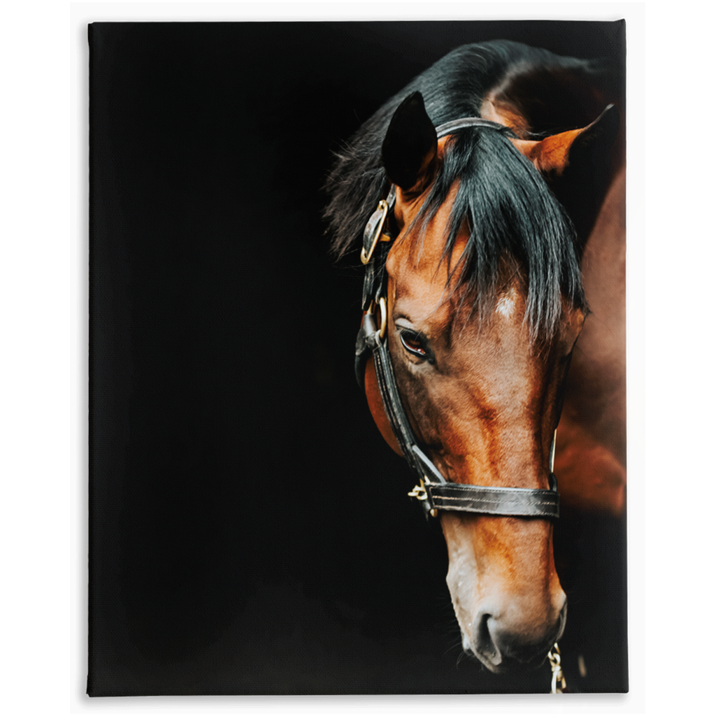 American Pharoah Series 6, Stretched Canvas