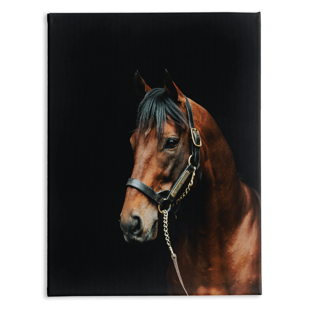 American Pharoah Series 2, Stretched Canvas