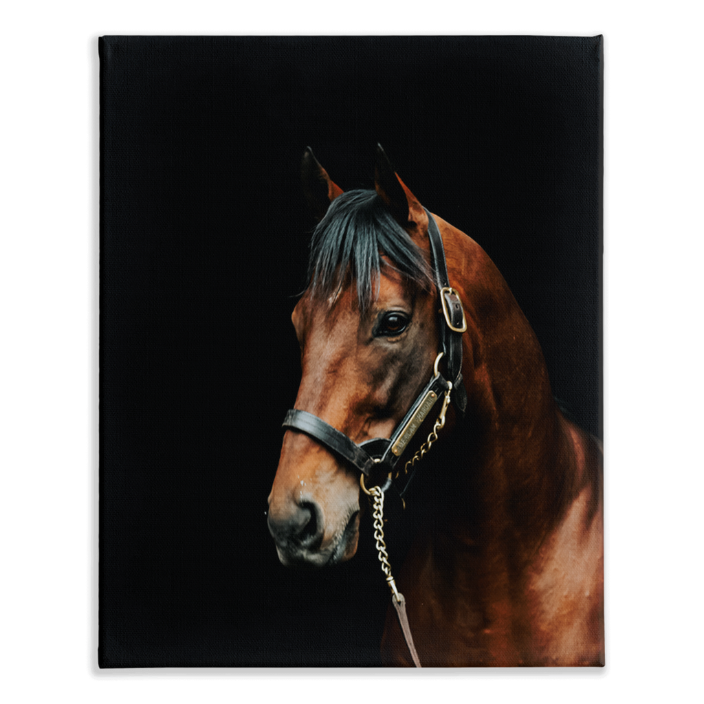 American Pharoah Series 2, Stretched Canvas