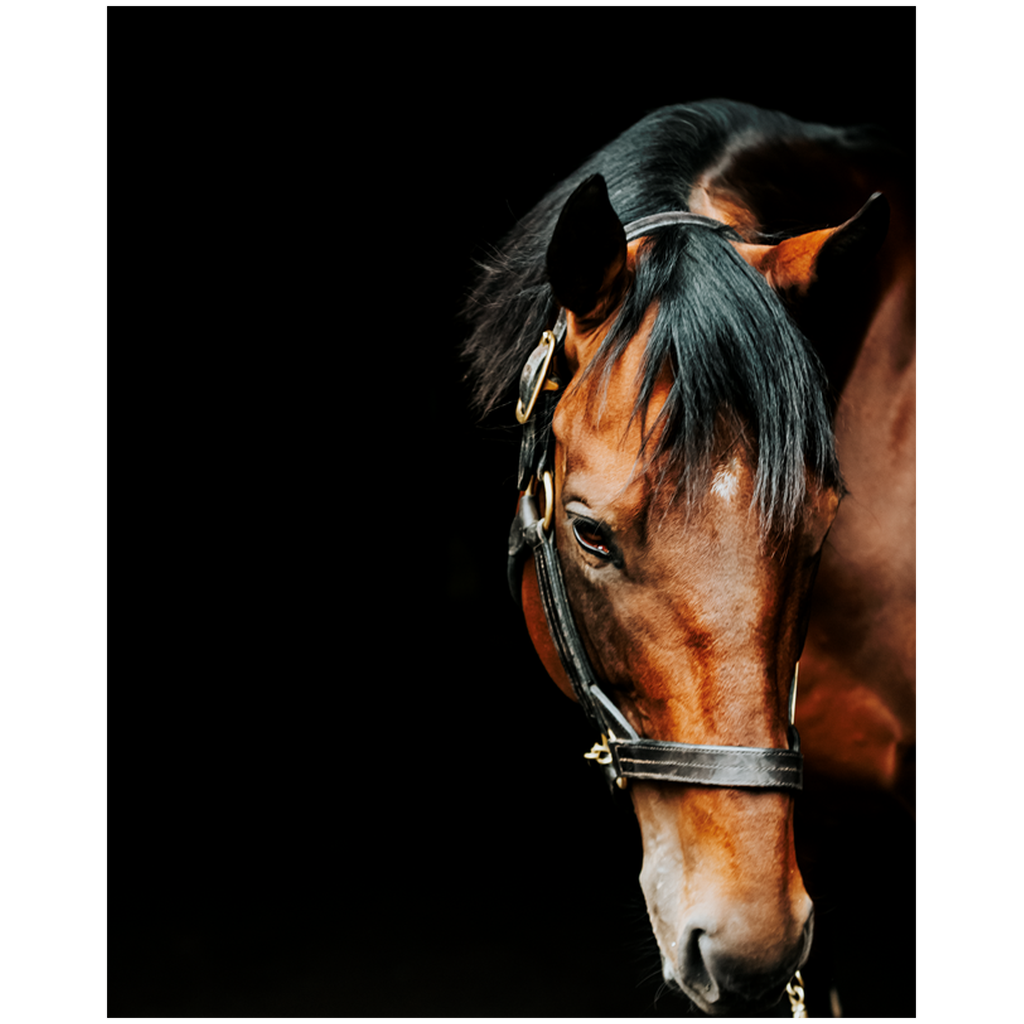 American Pharoah Series 6, Print