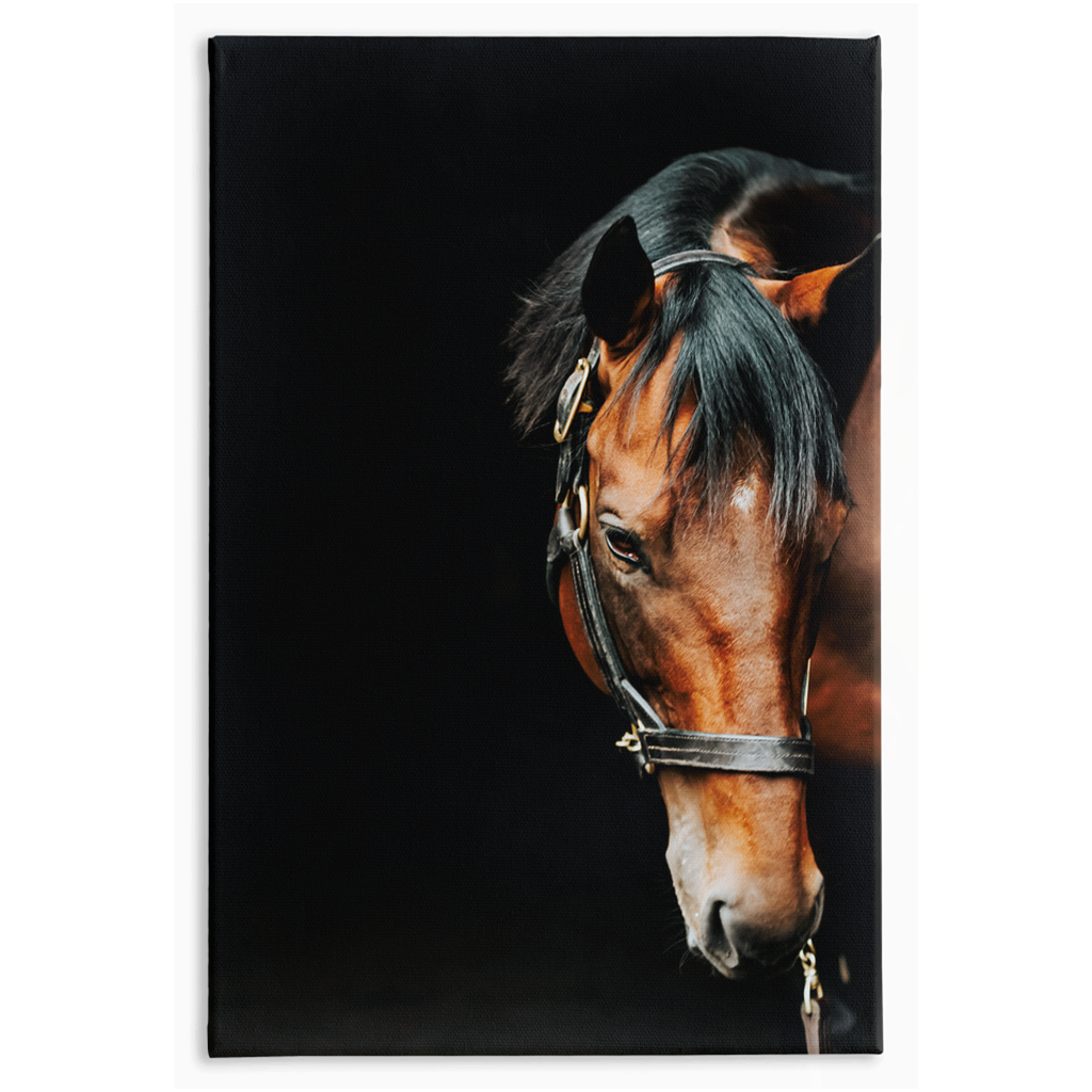 American Pharoah Series 6, Stretched Canvas