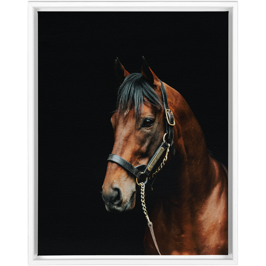 American Pharoah Series 2, Framed Canvas