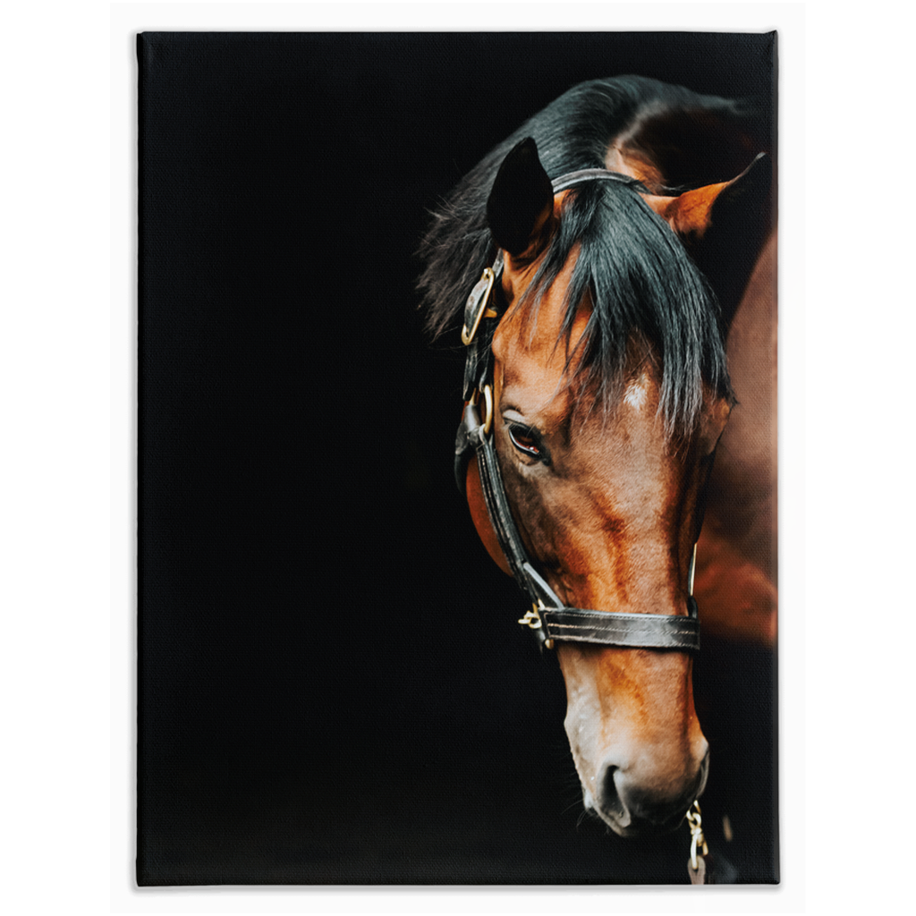 American Pharoah Series 6, Stretched Canvas