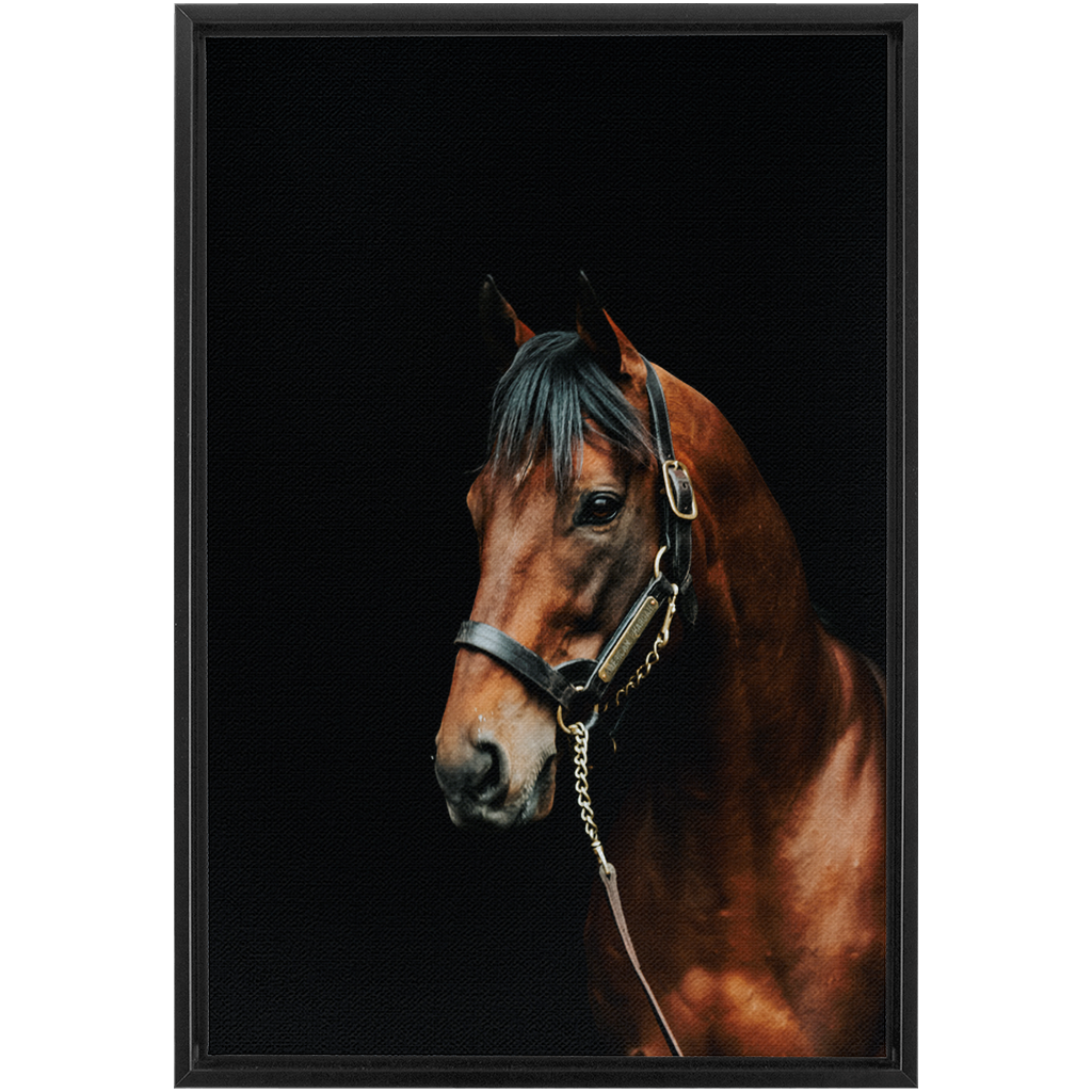 American Pharoah Series 2, Framed Canvas