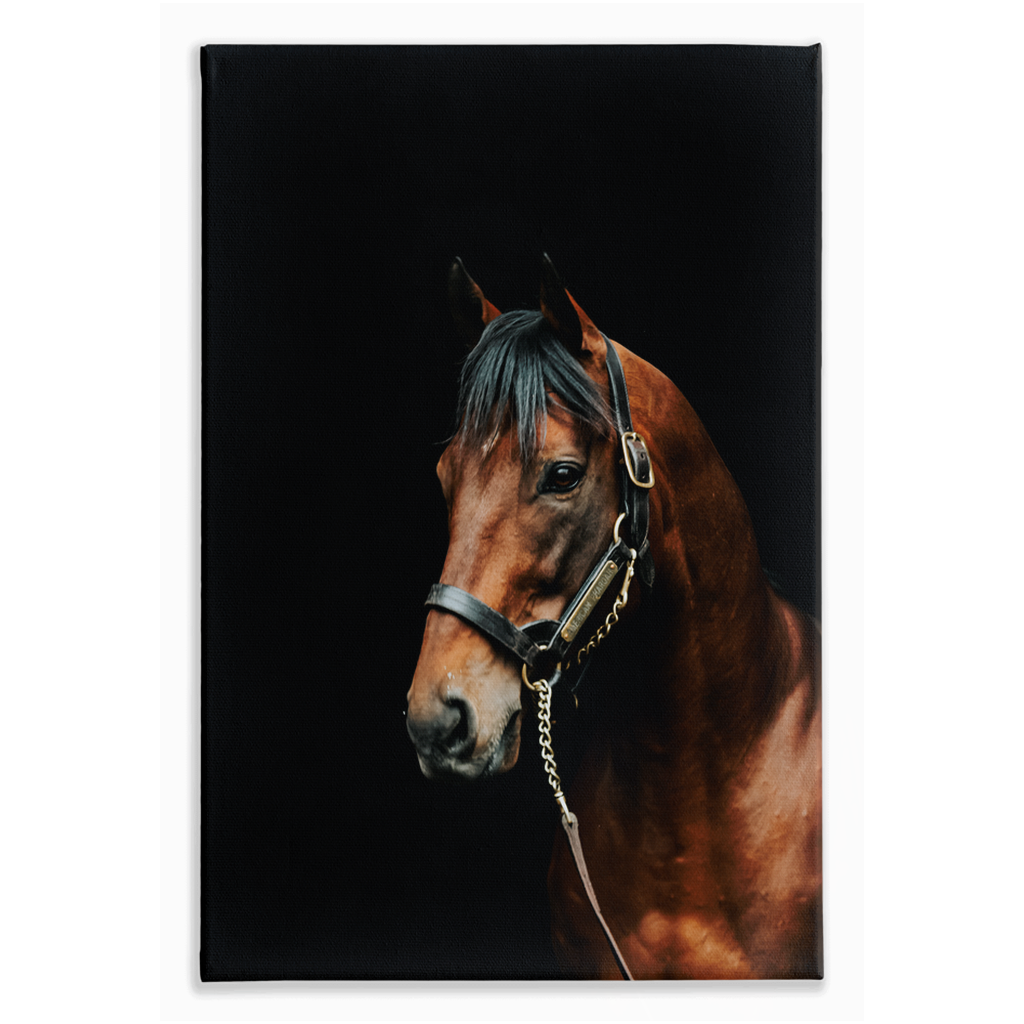 American Pharoah Series 2, Stretched Canvas