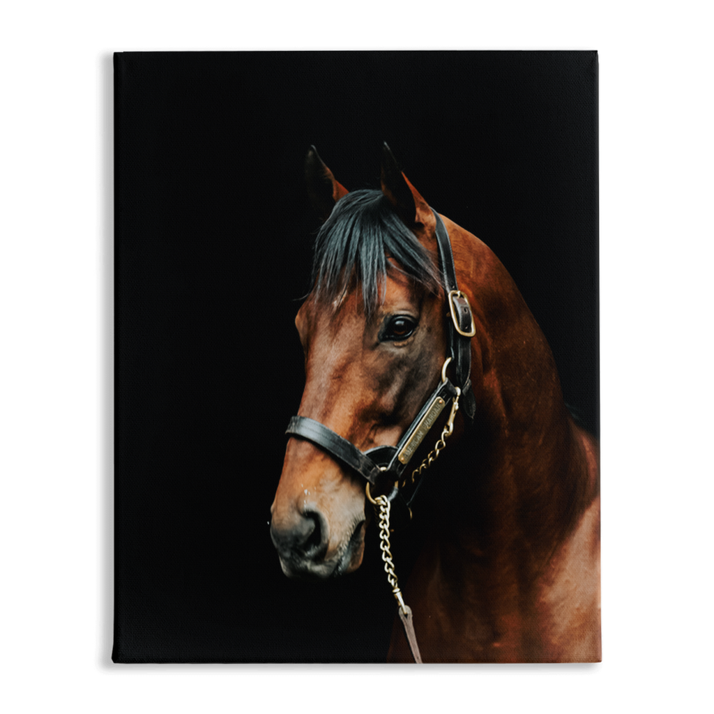 American Pharoah Series 2, Stretched Canvas