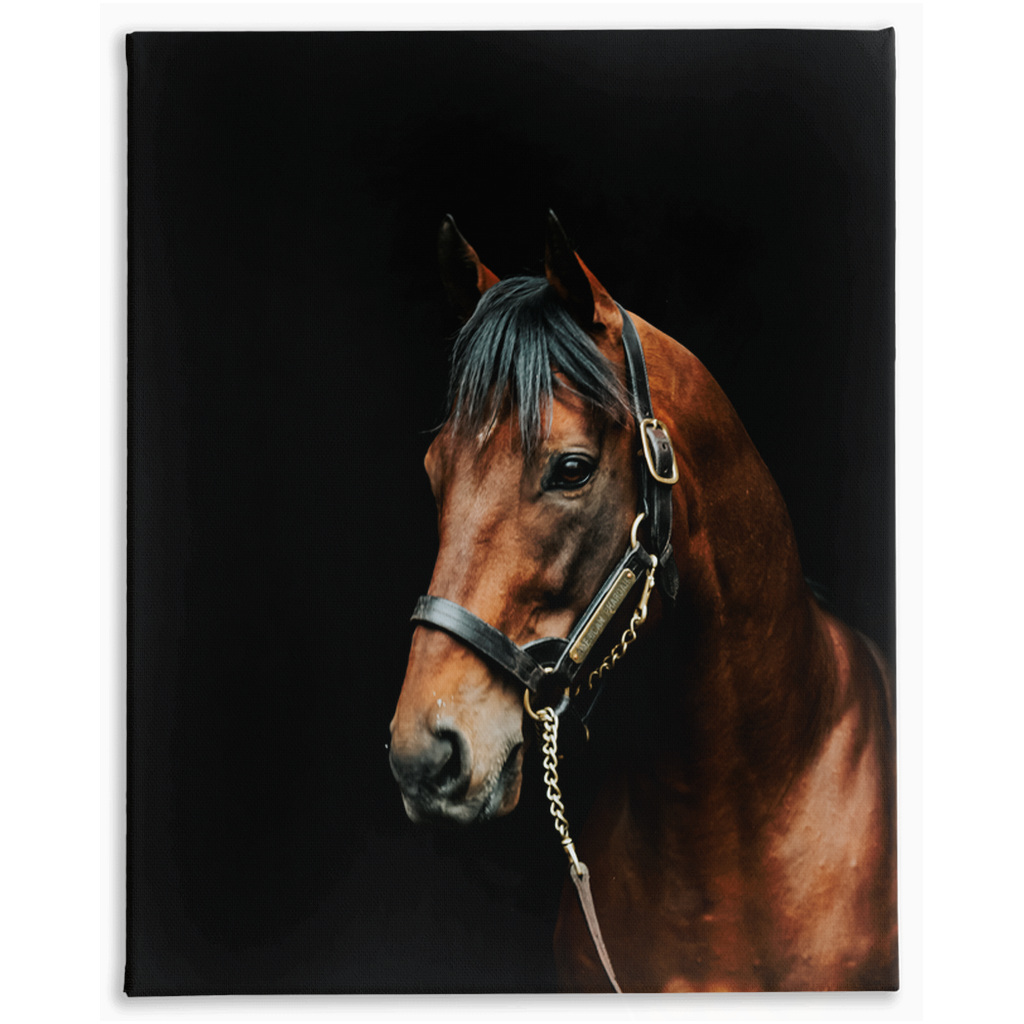 American Pharoah Series 2, Stretched Canvas