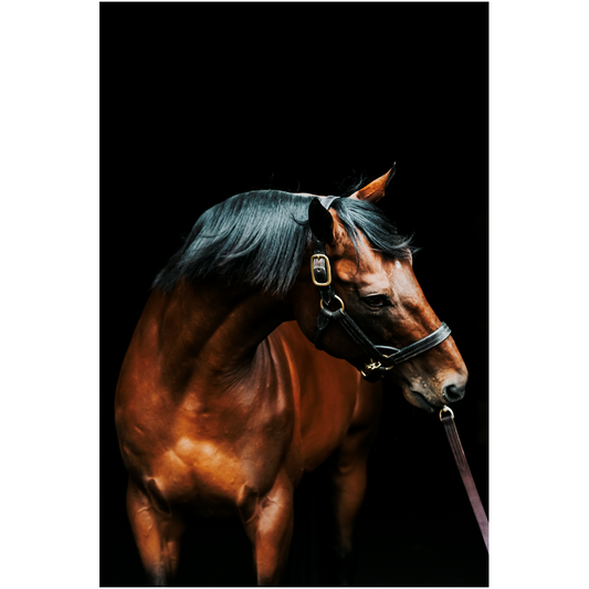 American Pharoah Series 3, Print