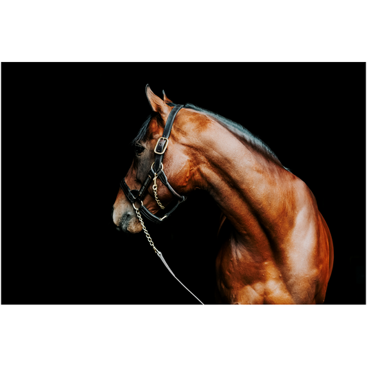 American Pharoah Series 5, Print