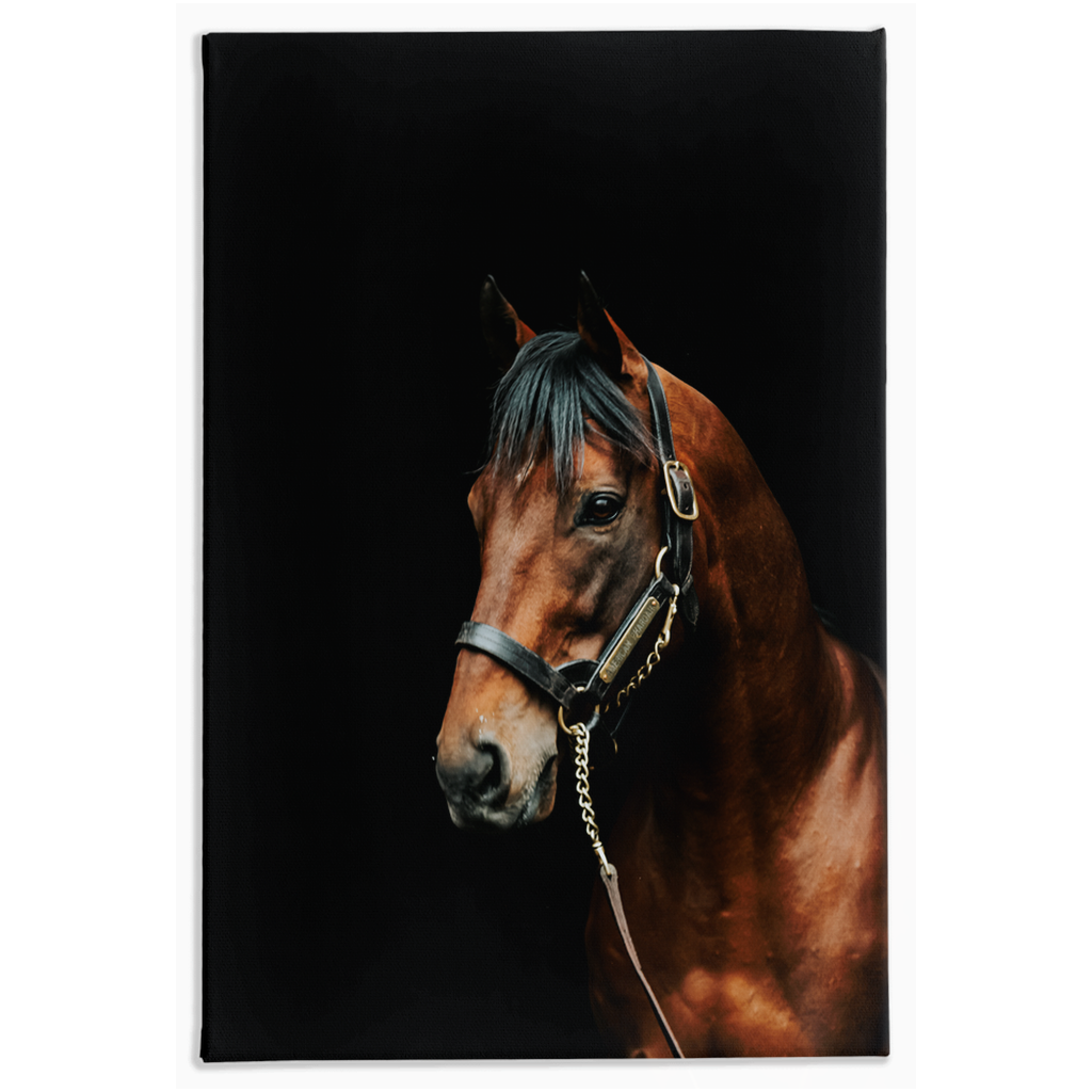 American Pharoah Series 2, Stretched Canvas