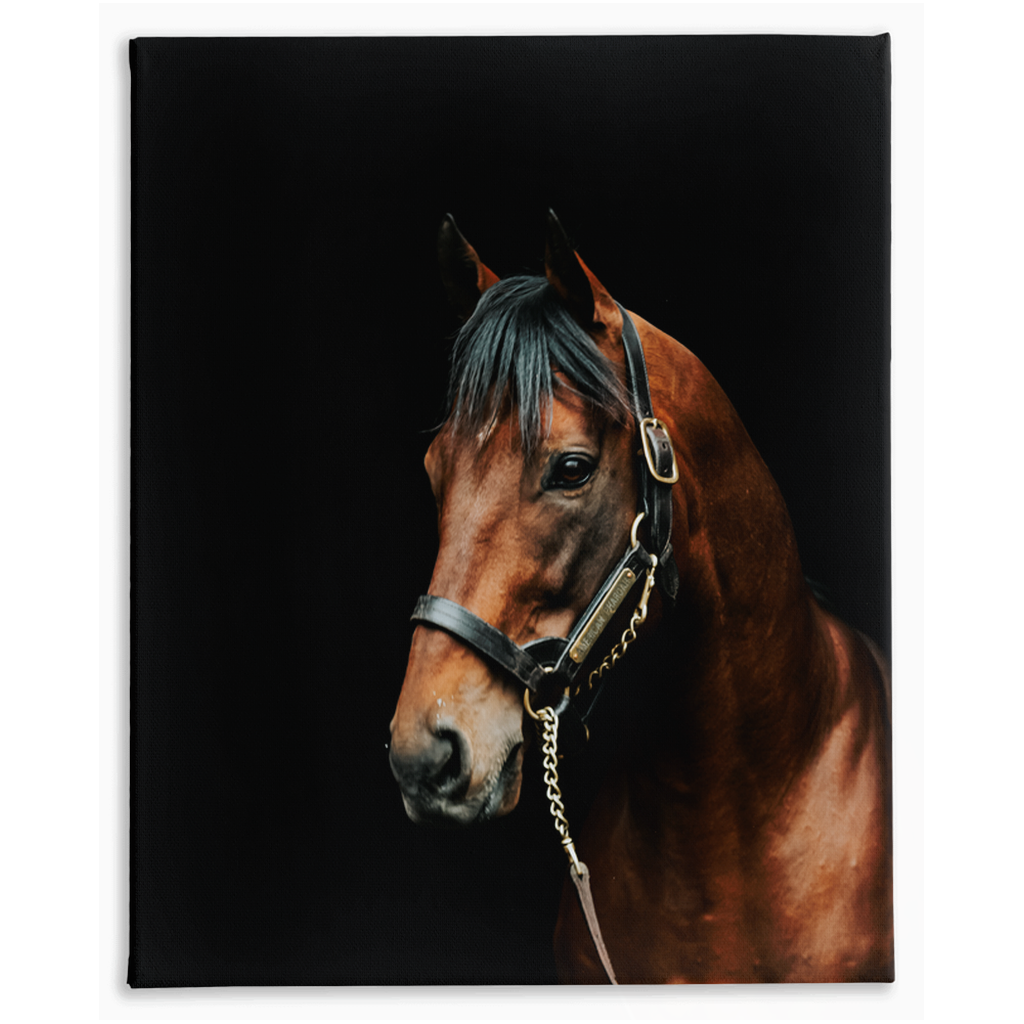 American Pharoah Series 2, Stretched Canvas