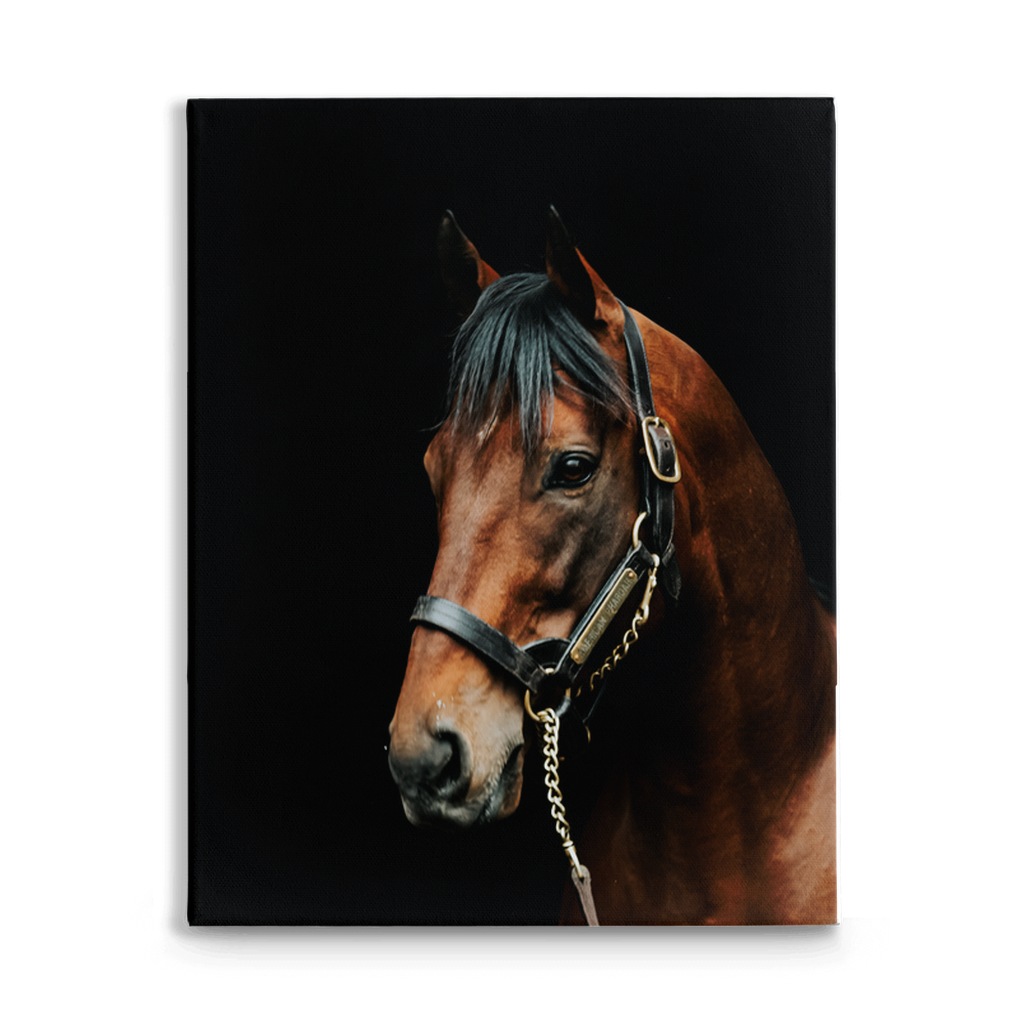 American Pharoah Series 2, Stretched Canvas