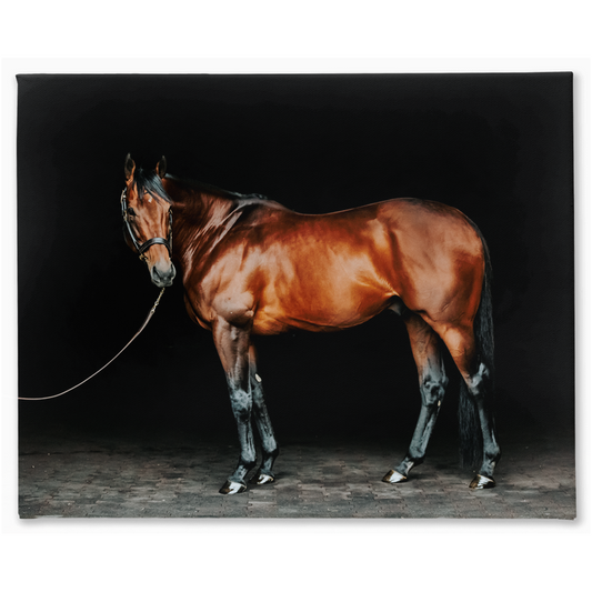 American Pharoah Series 1, Stretched Canvas