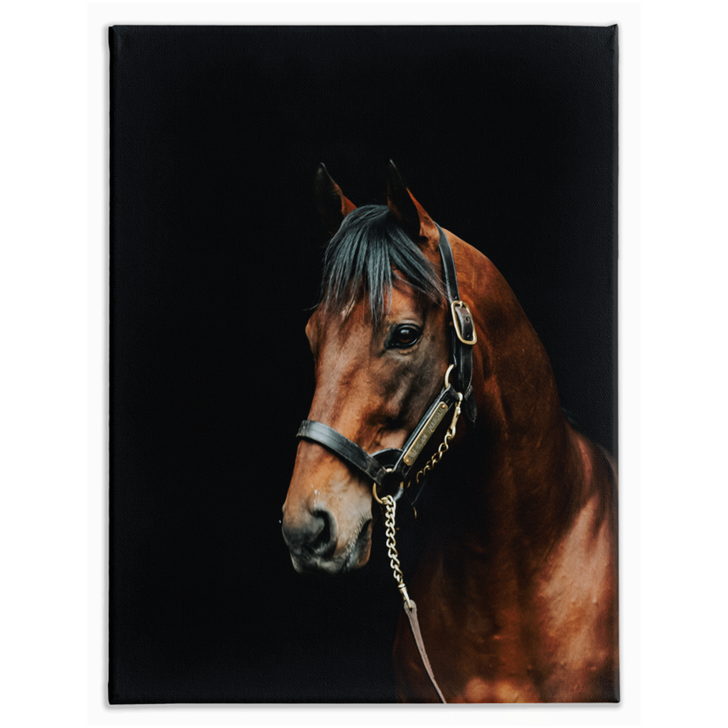 American Pharoah Series 2, Stretched Canvas