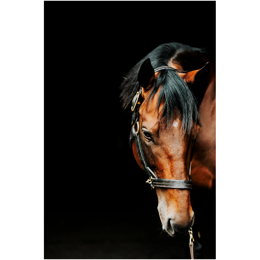 American Pharoah Series 6, Print