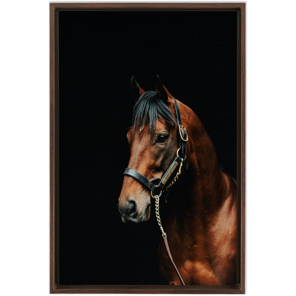 American Pharoah Series 2, Framed Canvas