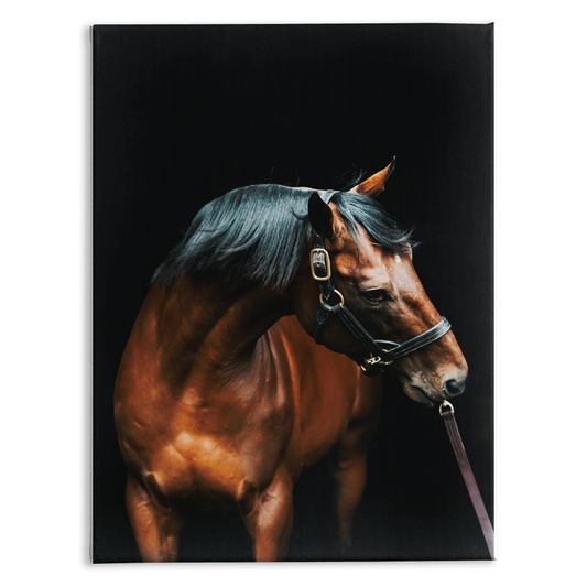 American Pharoah Series 3, Stretched Canvas