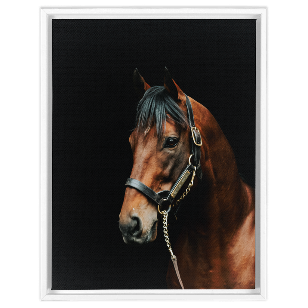 American Pharoah Series 2, Framed Canvas