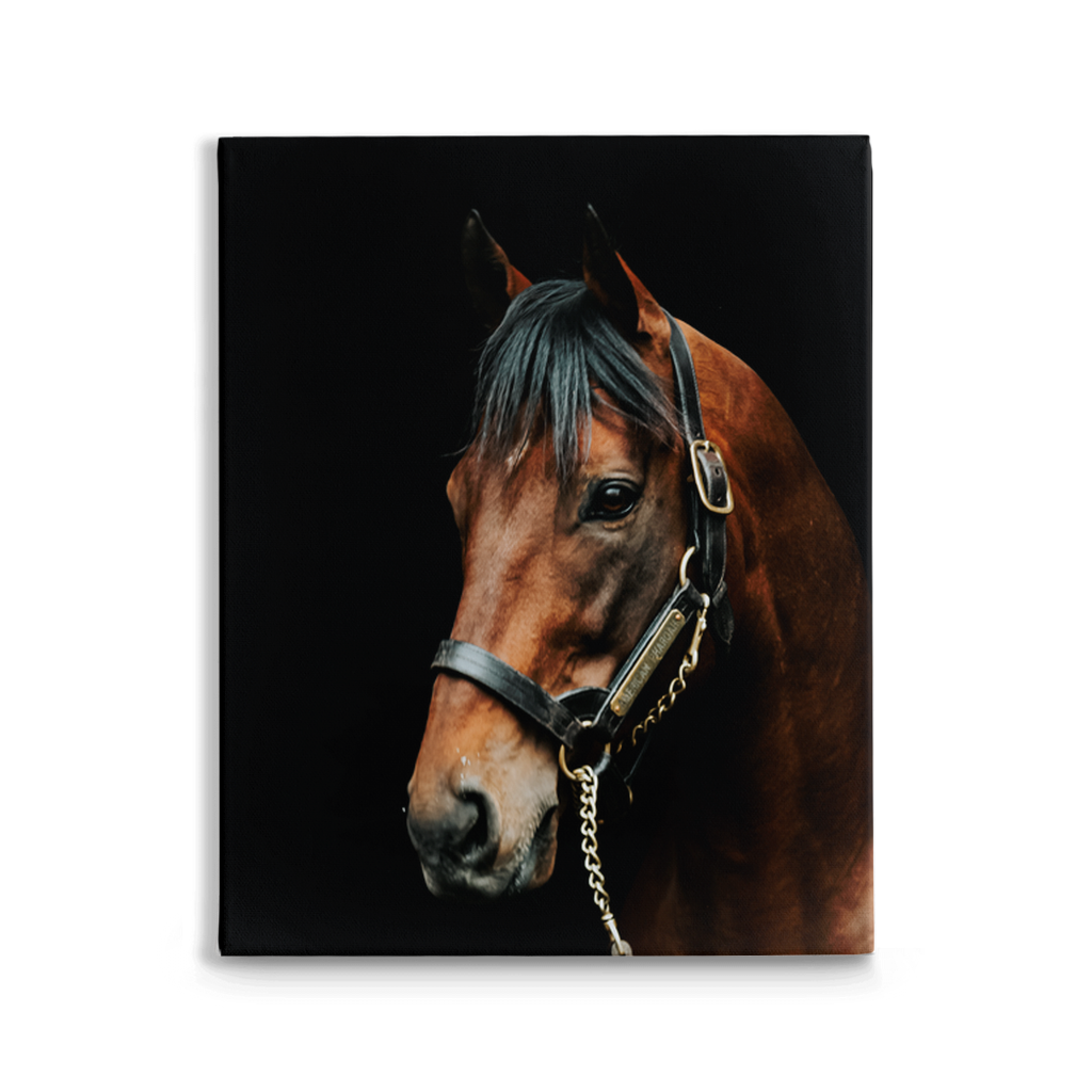 American Pharoah Series 2, Stretched Canvas