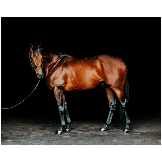 American Pharoah Series 1, Print