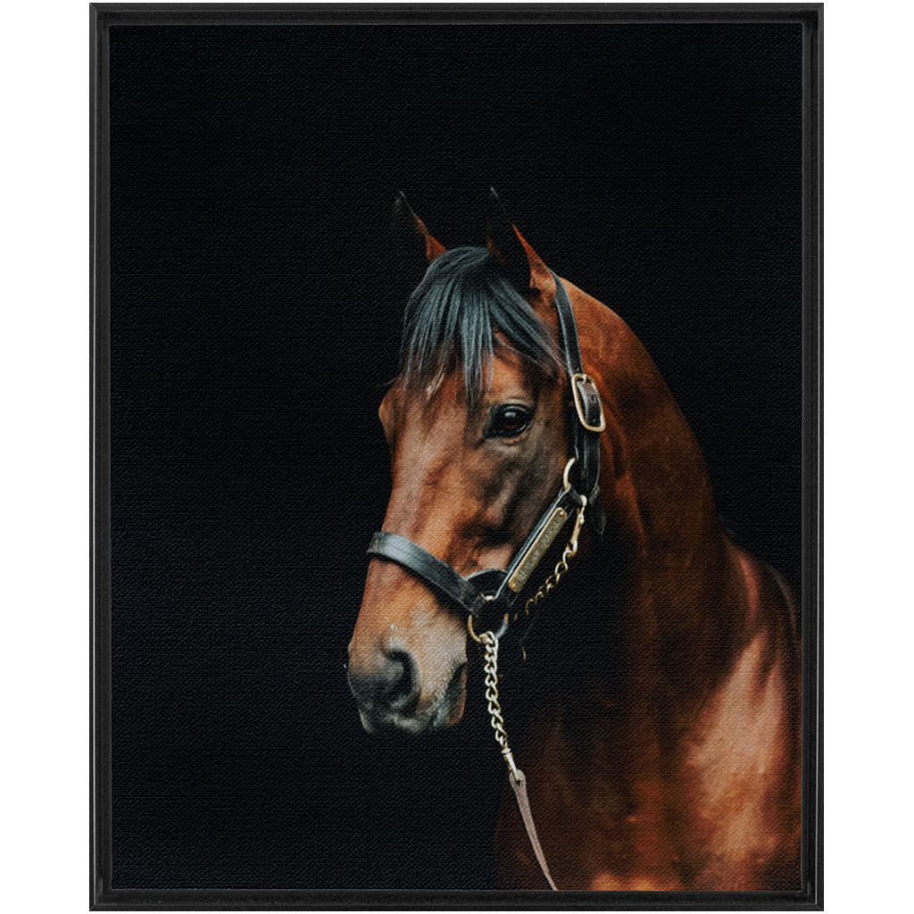 American Pharoah Series 2, Framed Canvas