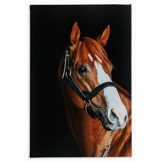 Justify Series 2, Stretched Canvas