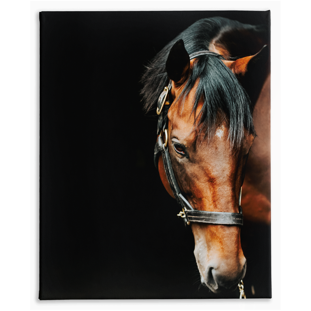 American Pharoah Series 6, Stretched Canvas