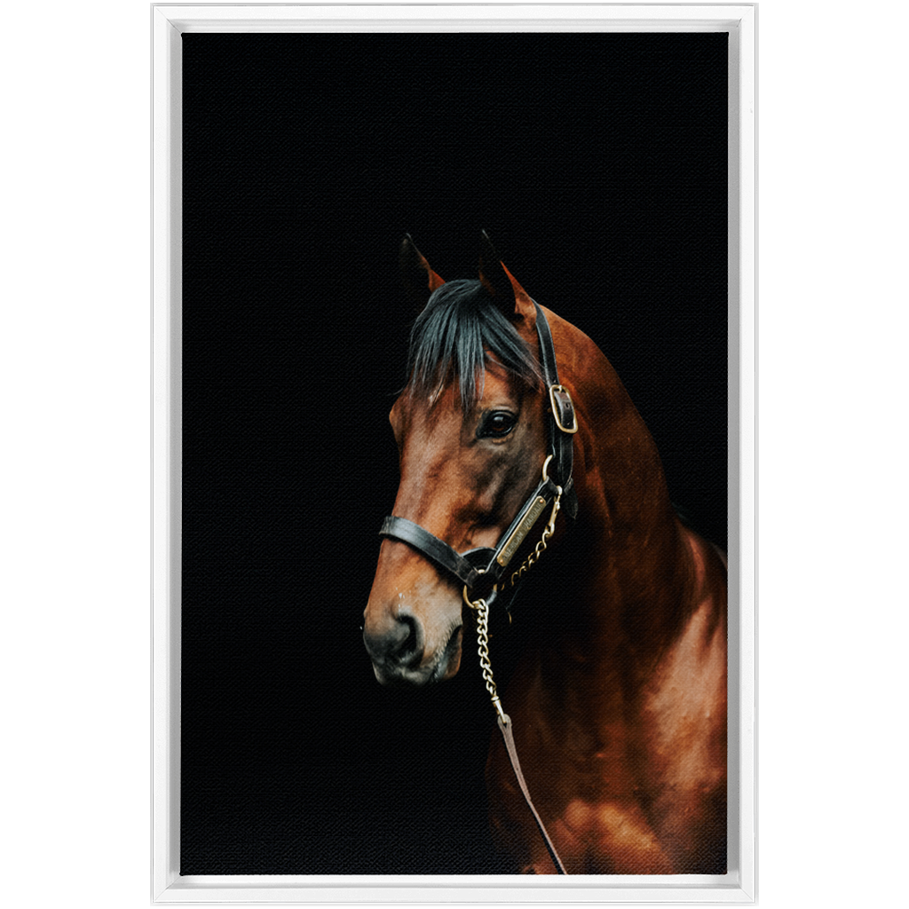 American Pharoah Series 2, Framed Canvas