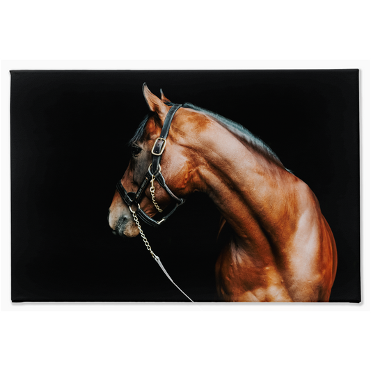 American Pharoah Series 5, Stretched Canvas