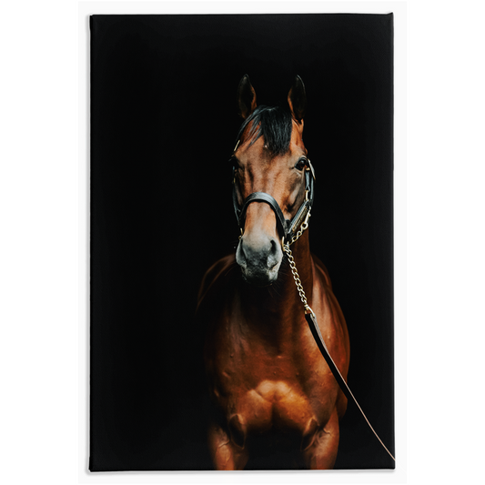 American Pharoah Series 4, Stretched Canvas