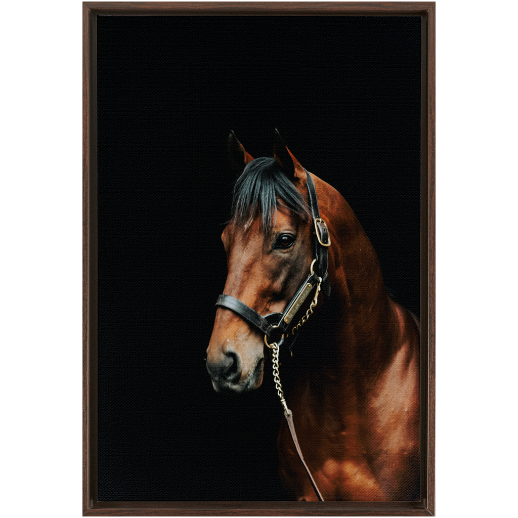 American Pharoah Series 2, Framed Canvas