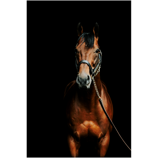 American Pharoah Series 4, Print