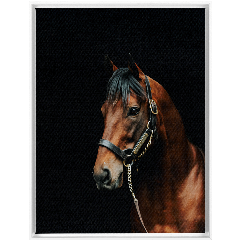 American Pharoah Series 2, Framed Canvas