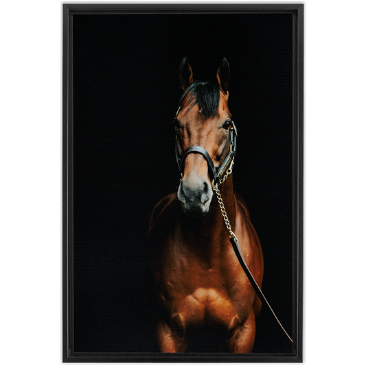 American Pharoah Series 4, Framed Canvas