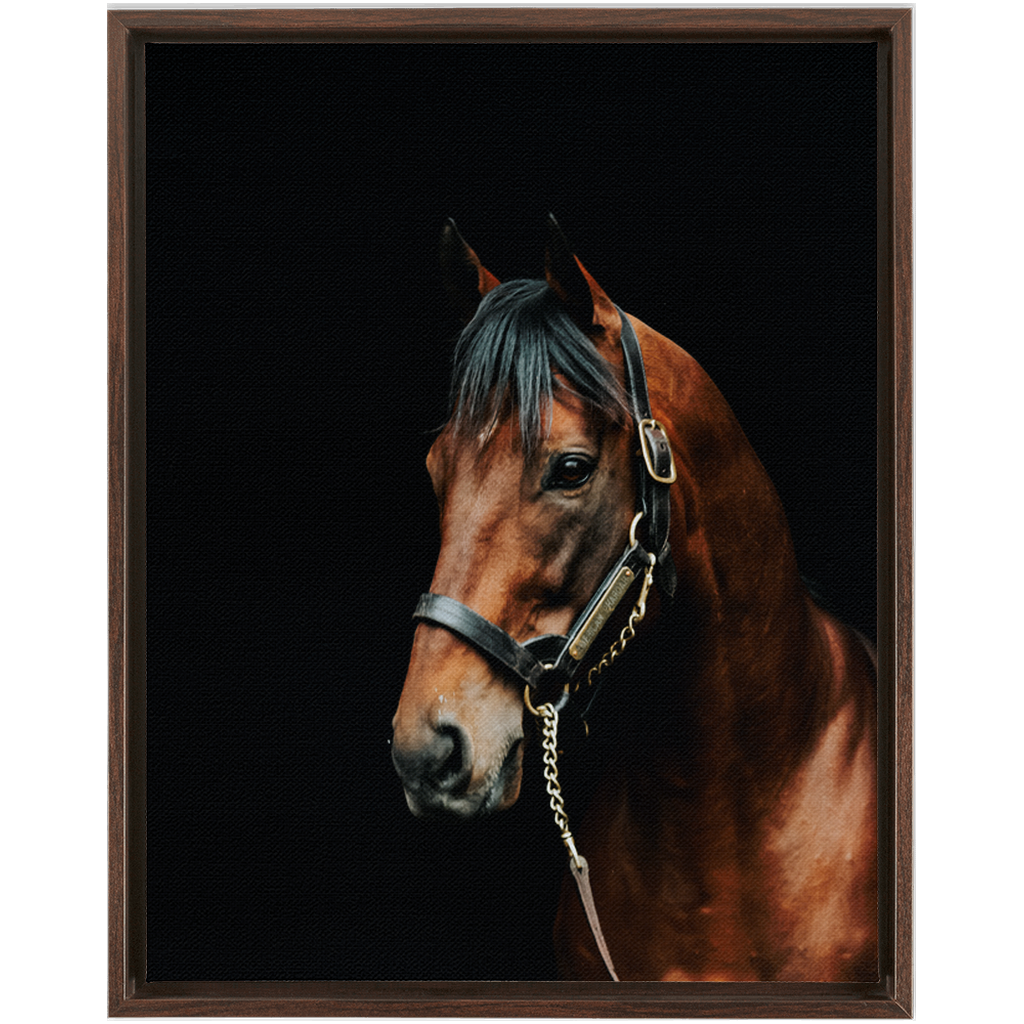 American Pharoah Series 2, Framed Canvas