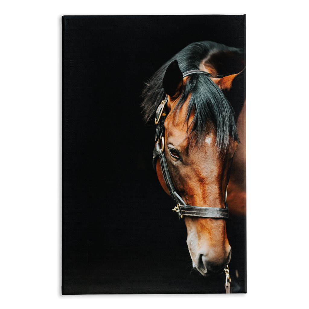 American Pharoah Series 6, Stretched Canvas